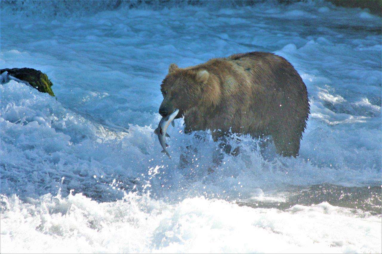 A brown bear snatches a salmon from Brooks Falls.
