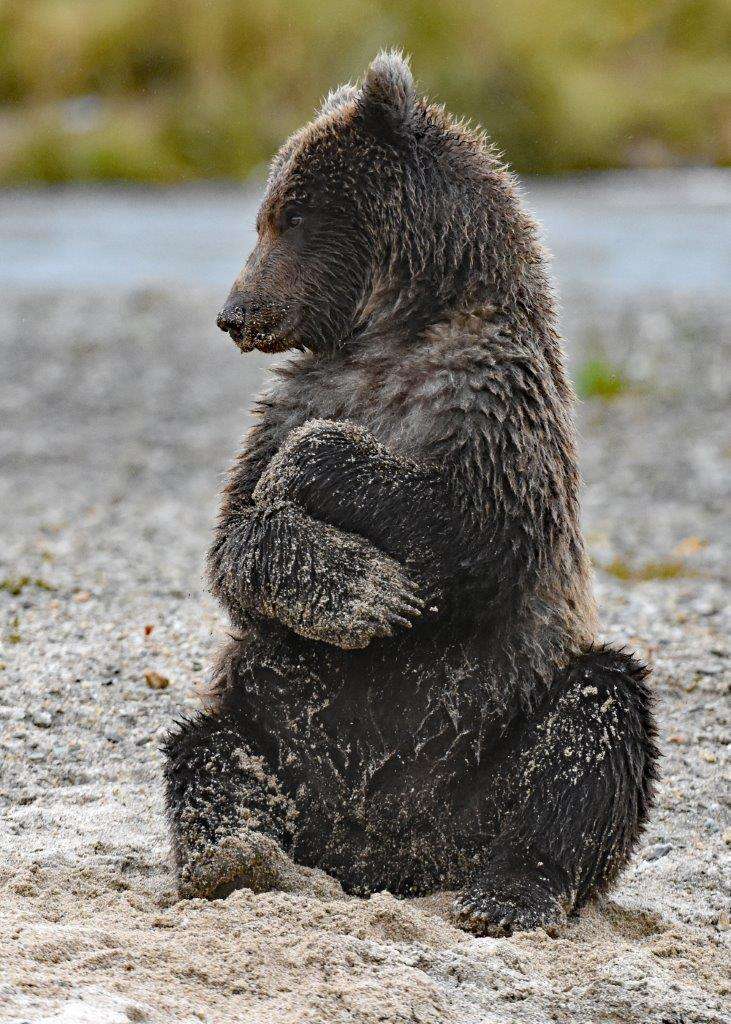 Brown bear along Alaska's Katmai Coast.