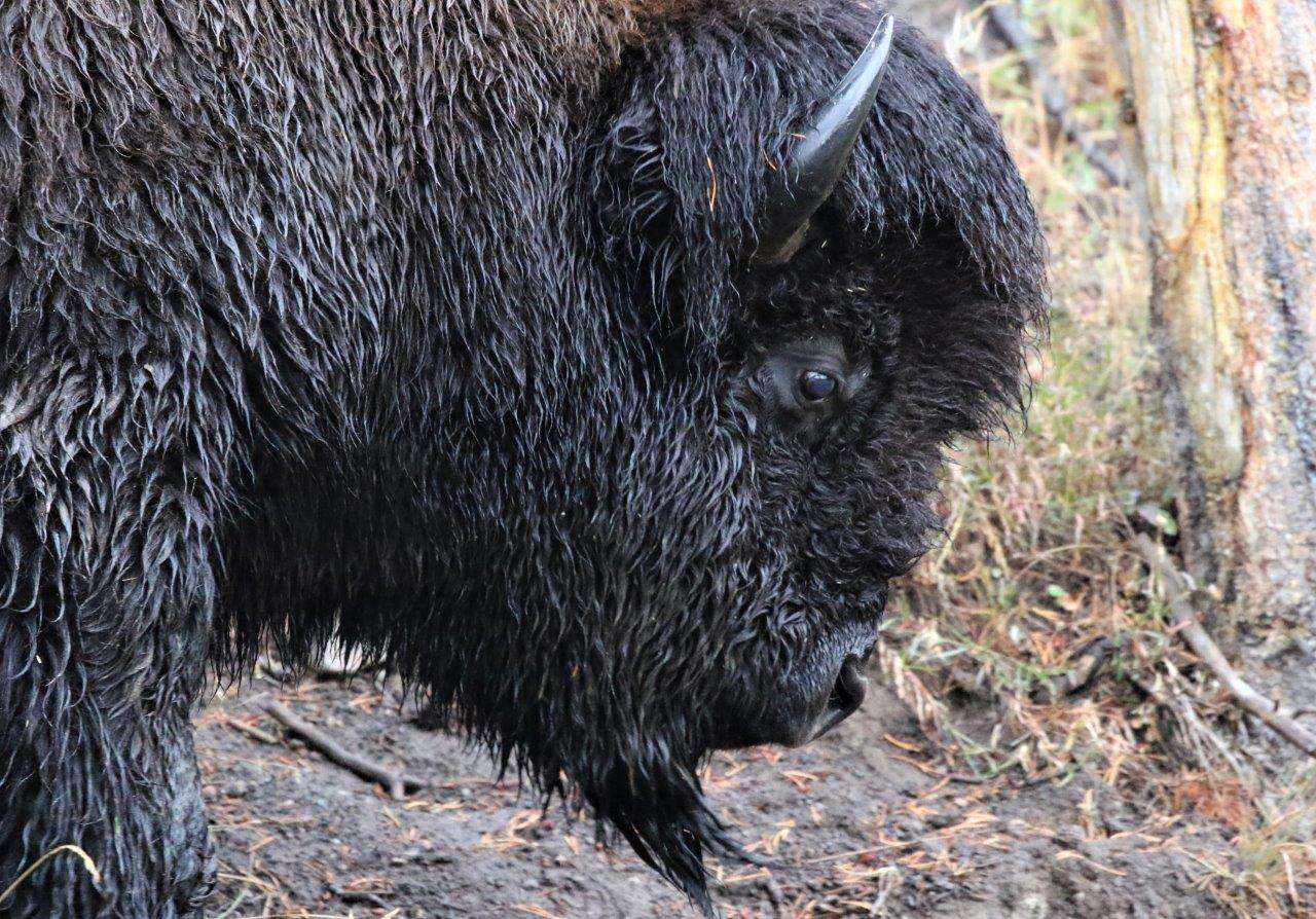 A shaggy bison in Yellowstone. 