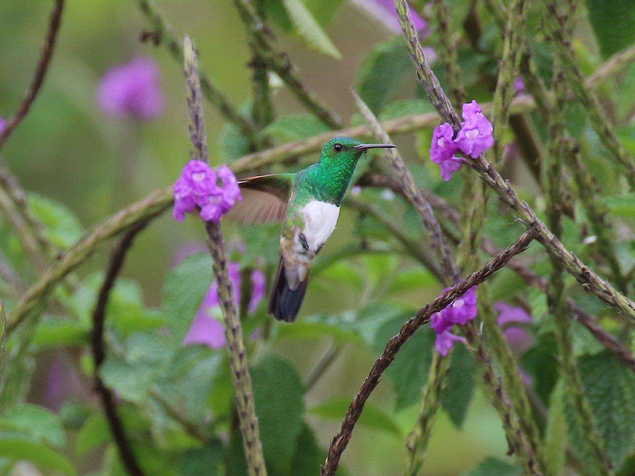 Snowy-bellied hummingbird in Costa Rica. 
