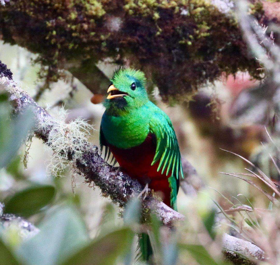 Resplendent quetzal in Costa Rica
