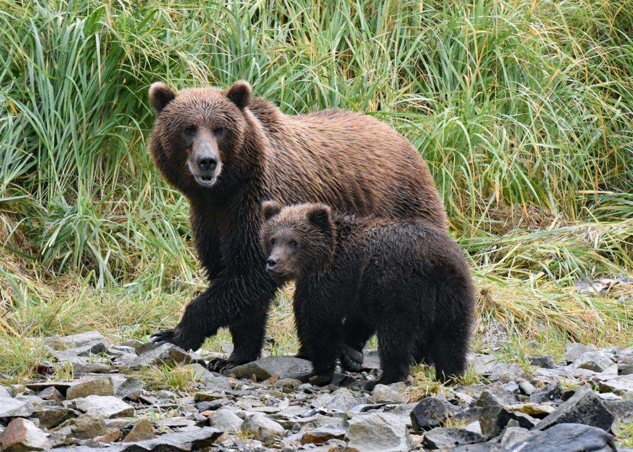 Brown bear with cub along Alaska's Katmai Coast.