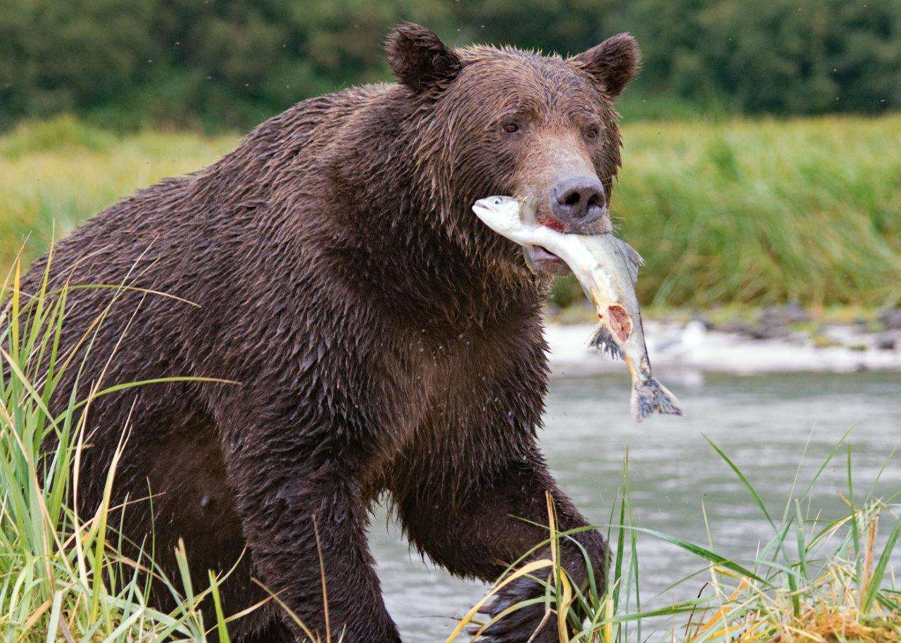 Brown bear carrying a fish along Alaska's Katmai Coast.