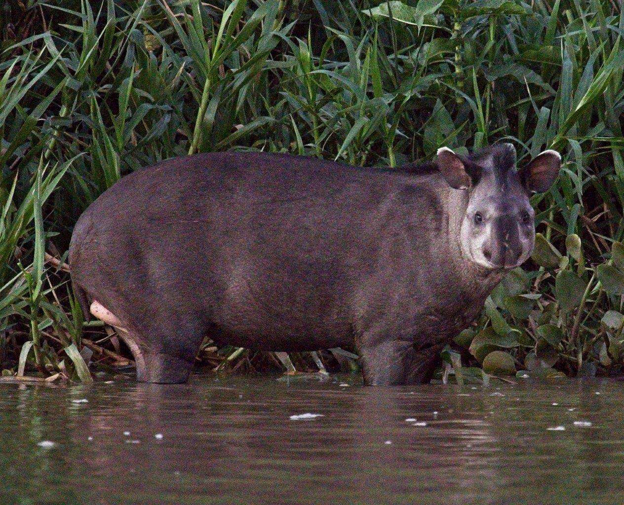 Tapir in the Pantanal