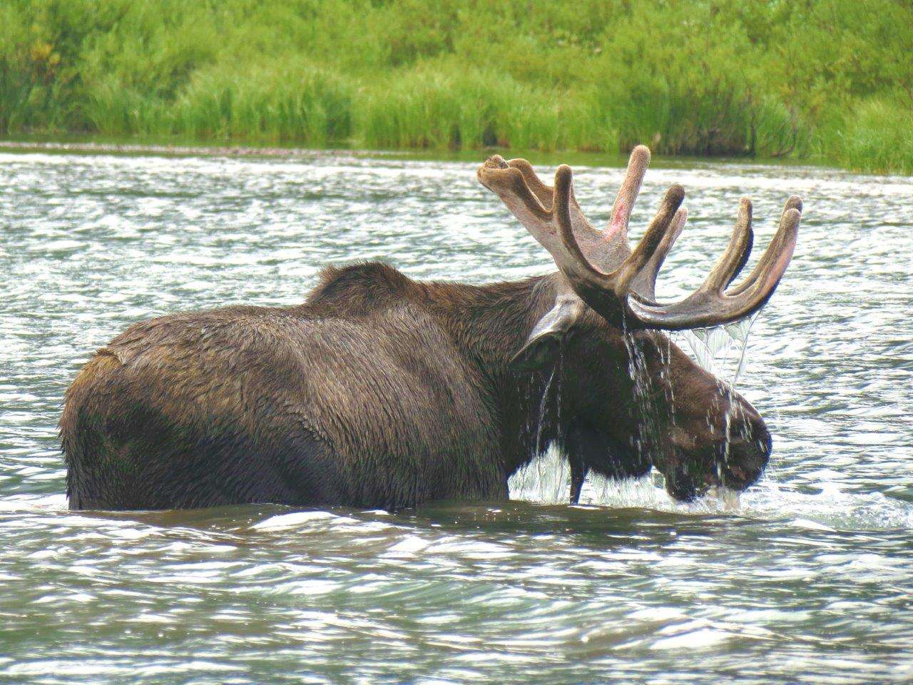 A bull moose in a lake in Glacier National Park. 