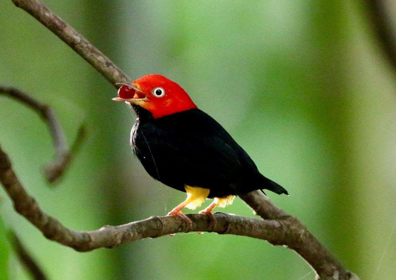 Red-capped Manakin with a berry in Costa Rica.