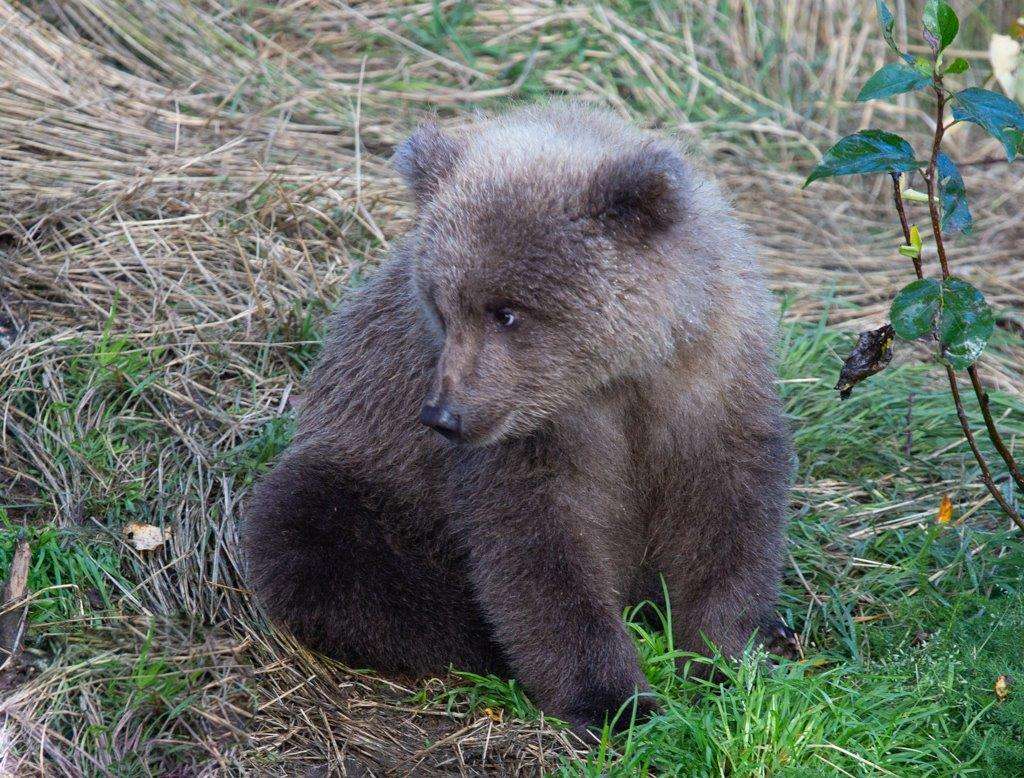 Brown bear cub in Brooks Falls, Alaska.