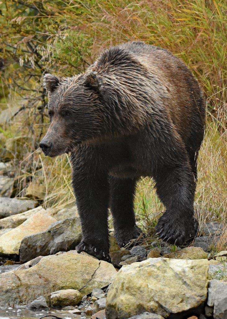 Brown bear along Alaska's Katmai Coast.