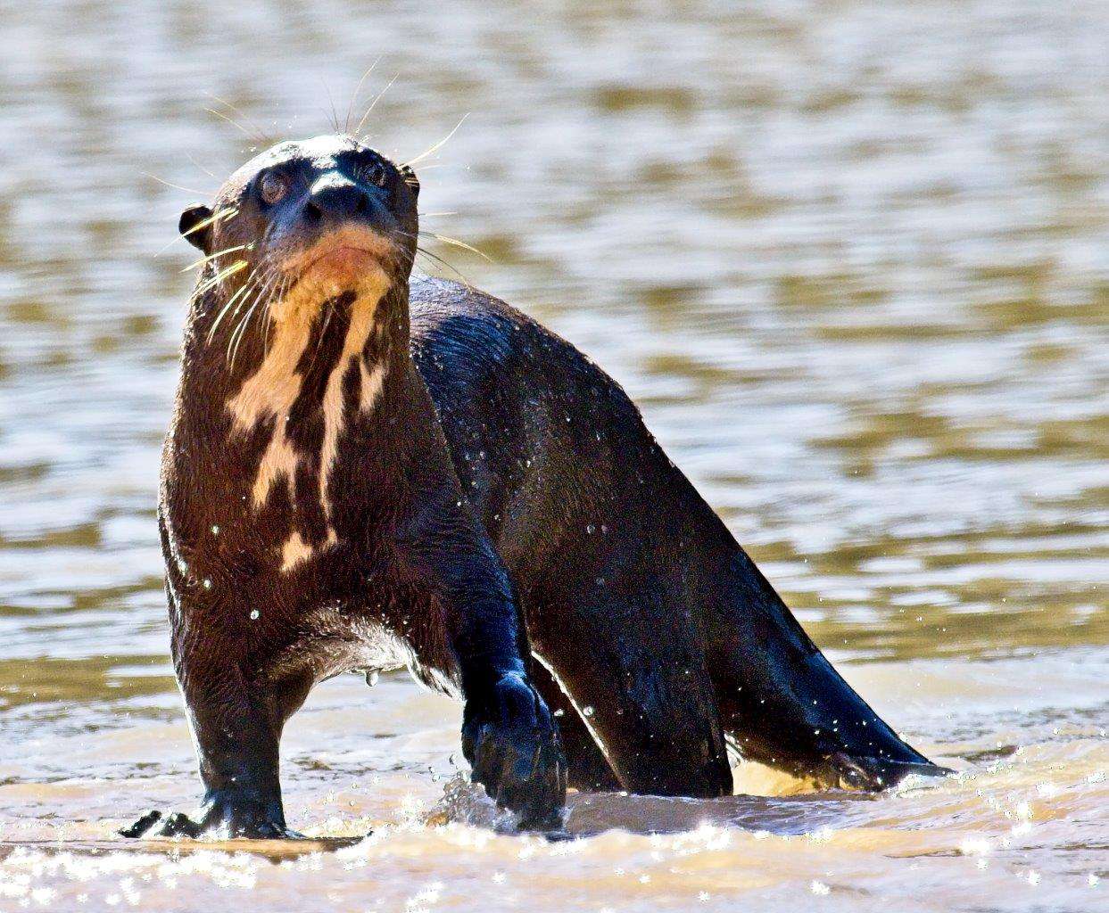 Giant river otter in the Pantanal