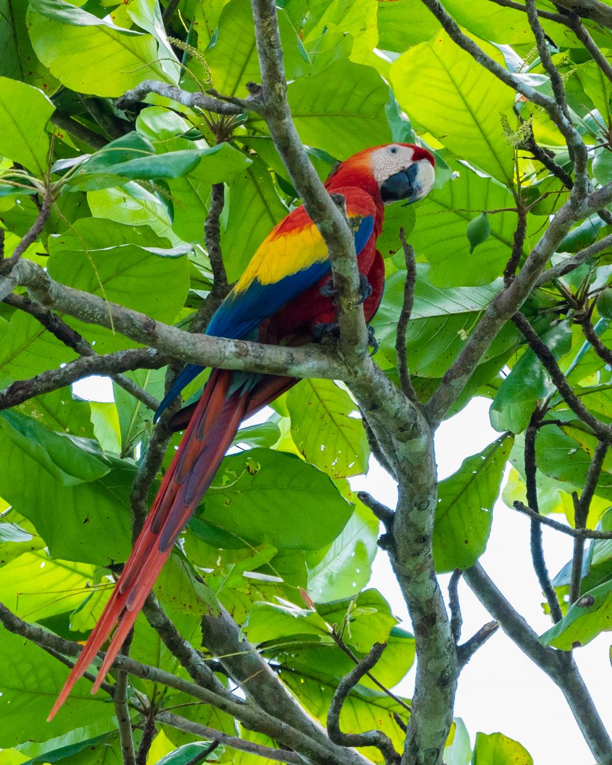 Scarlet macaw in Costa Rica. 
