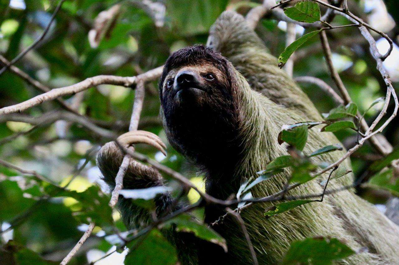 Three-toed sloth in Costa Rica.