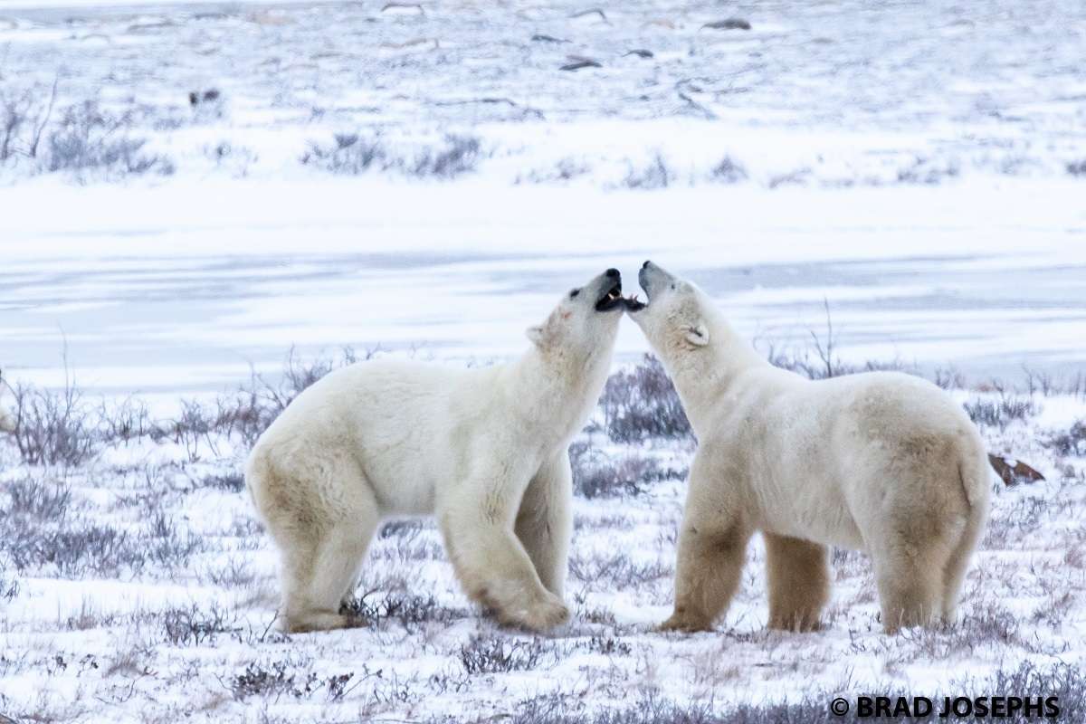Polar bears sparring in Churchill. 