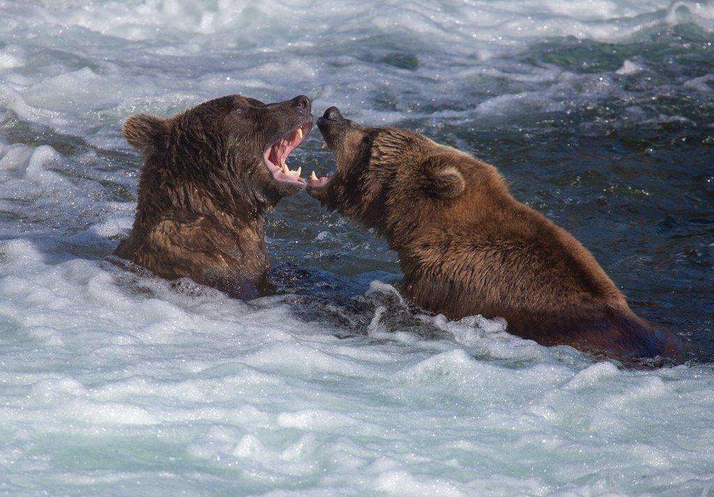 Brown bears brawl in Brooks Falls, Alaska.
