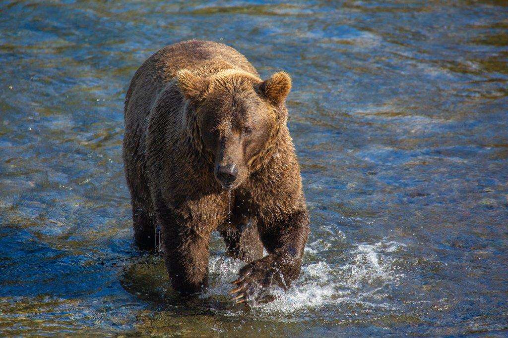 Brown bear in Brooks Falls, Alaska.