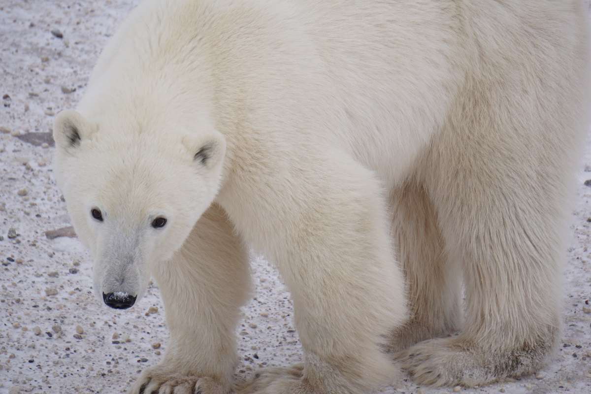 A polar bear in Churchill, Manitoba. 