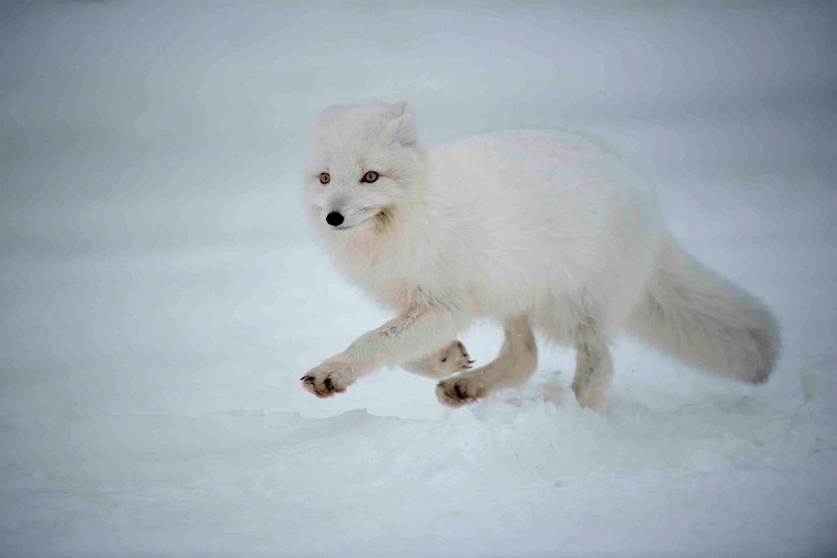 An Arctic fox runs across the tundra in Churchill.