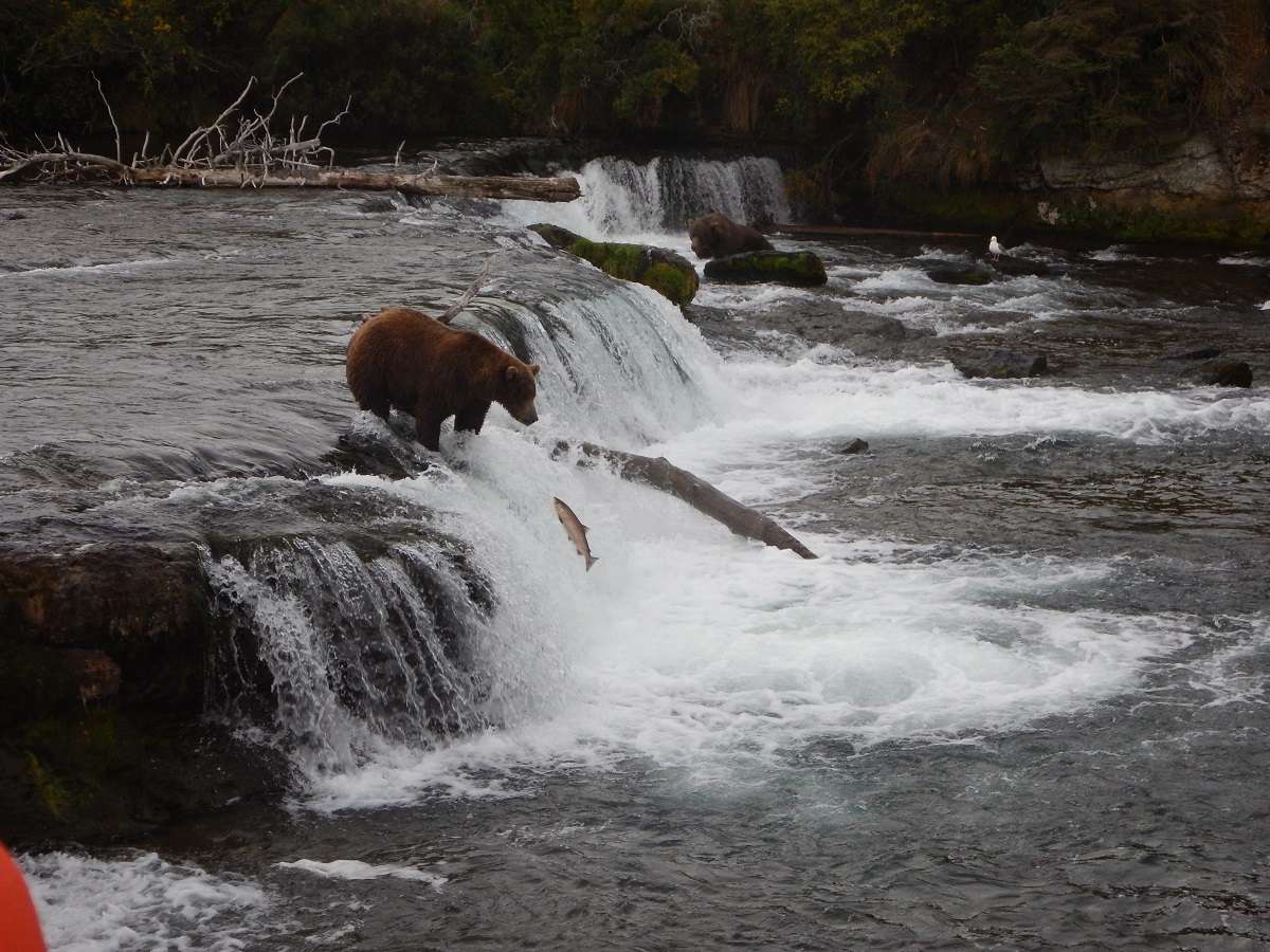 A brown bear snatches a fish from Brooks Falls. 