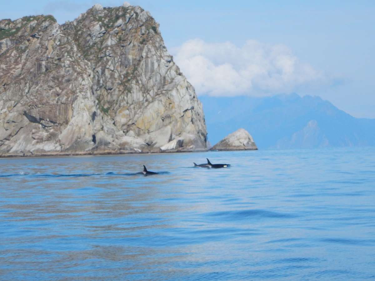 Orcas make their way through Kenai Fjords. 