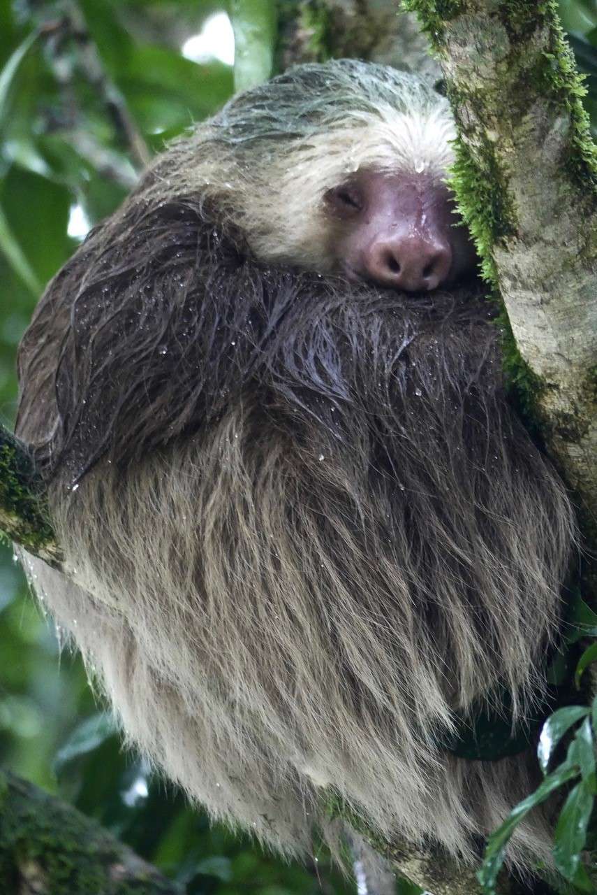 Two-toed sloth in the rain in Costa Rica. 