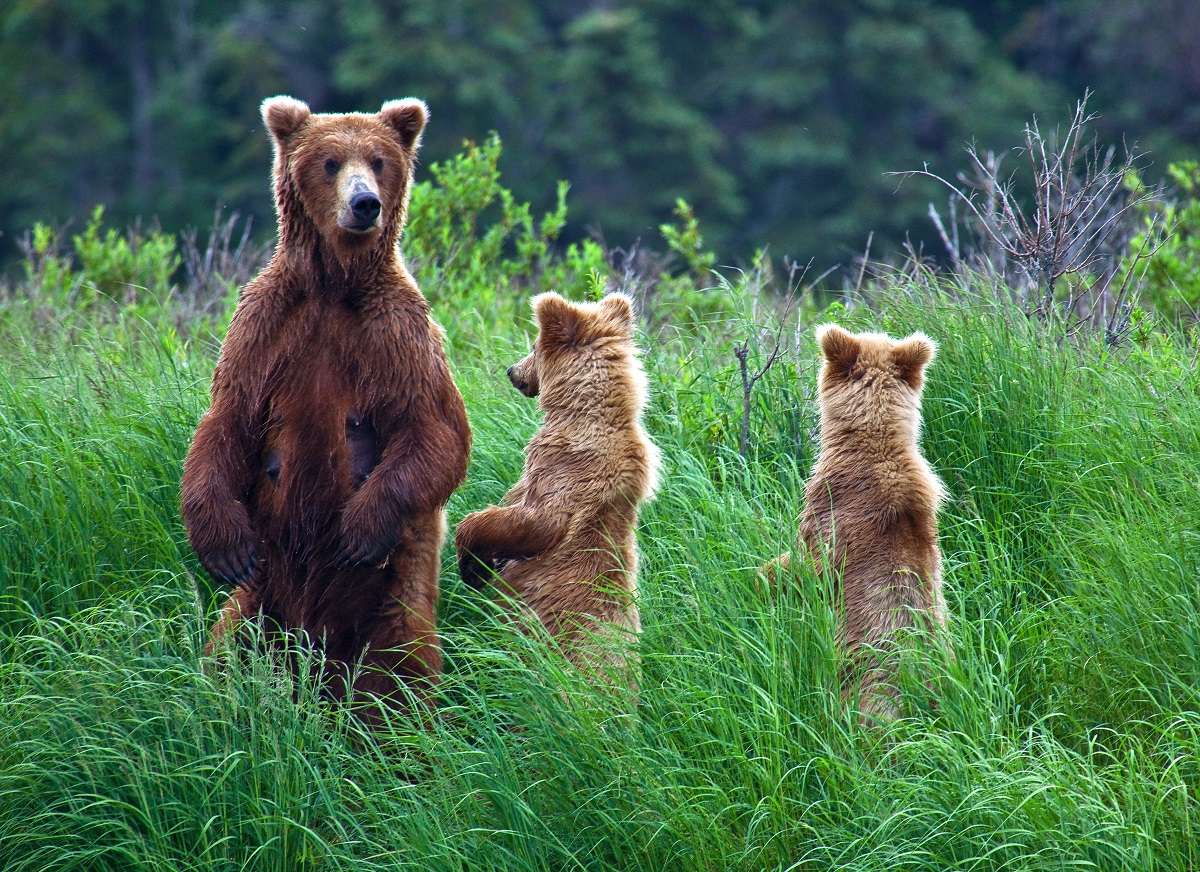 A brown bear with cubs in Alaska. 