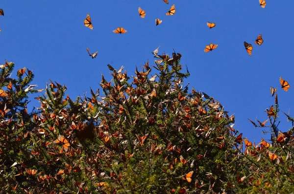 Monarch butterflies flying