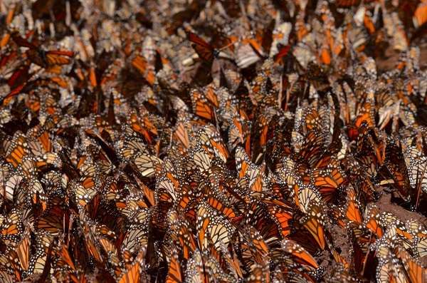 Monarch butterfly cluster