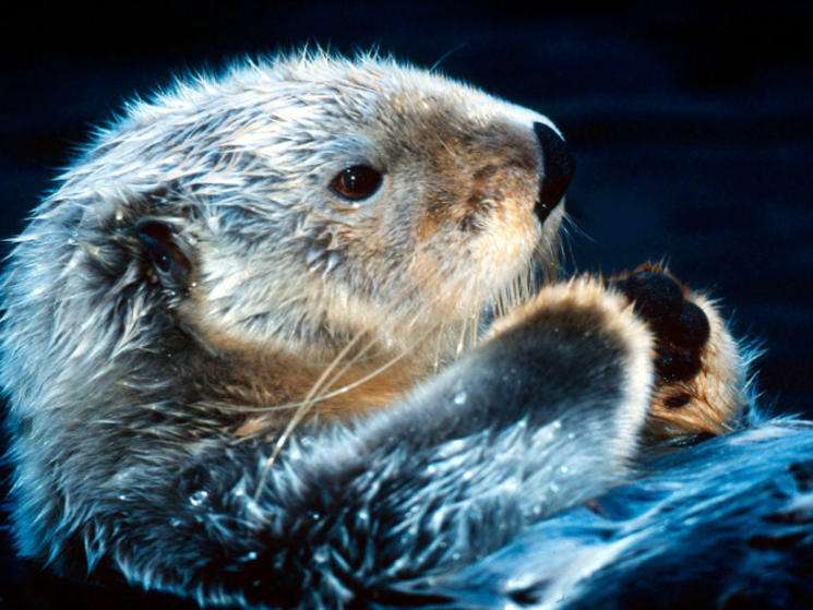 Sea otter (Enhydra lutris); Bering Sea, Arctic Ocean, Arctic