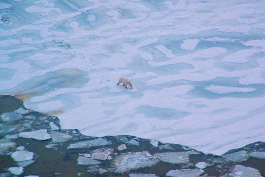 Polar bear on the ice in Churchill, Manitoba.