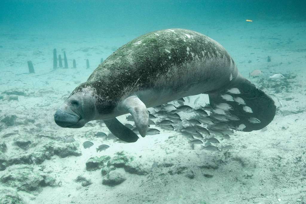 Manatee with a school of fish in Flordia on a nature tour