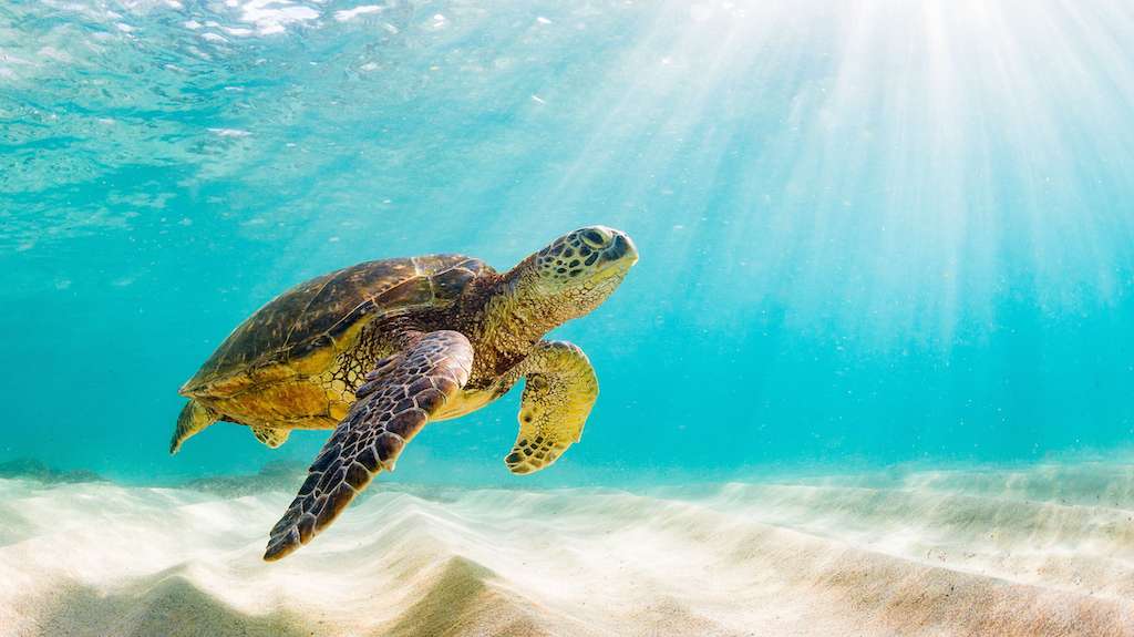 Sea turtle in the ocean 