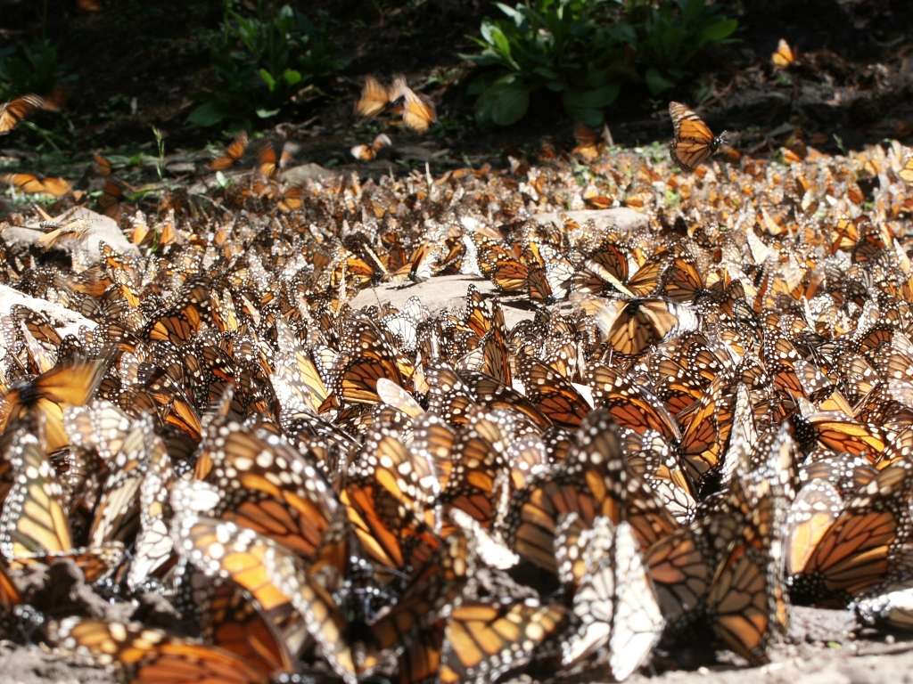 Monarch butterflies congregate in Mexico