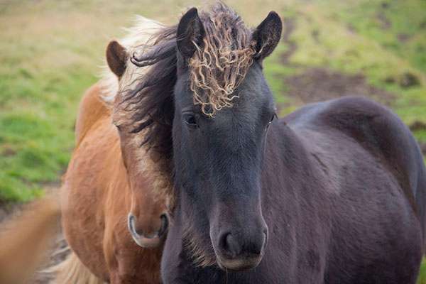 Taking on the Tolt on an Icelandic Horse