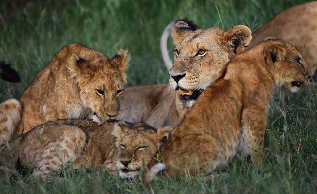 A lioness with cubs in Kenya