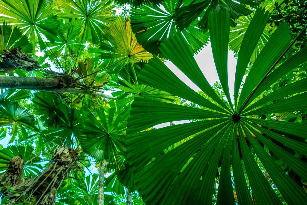 Fan palms in the Daintree Rainforest
