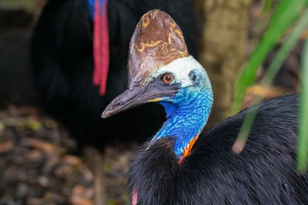 A cassowary searches for fallen fruit under the forest canopy. 
