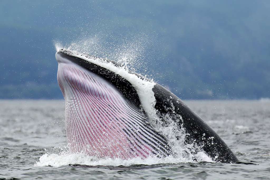 Minke Whale Photography at Tadoussac, Quebec