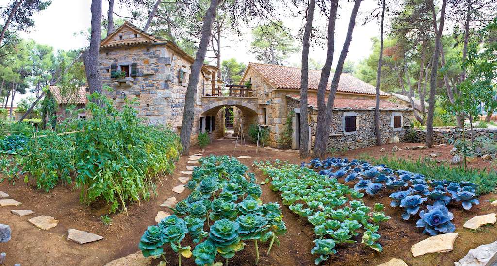 Stone village garden with vegetables in Dalmatia, Croatia