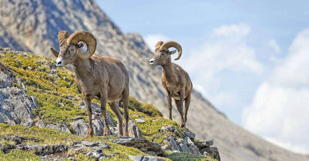 Bighorn sheep can be found throughout the mountain ranges of Canada's national parks.
