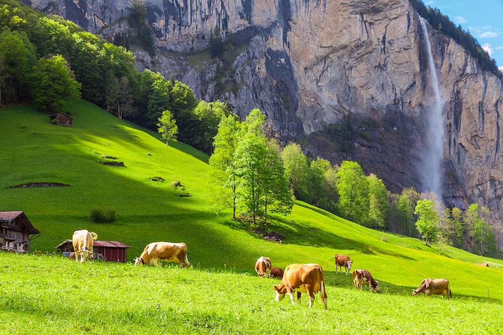 Summer landscape with cow grazing on fresh green mountain pastures. Lauterbrunnen, Switzerland, Europe.
