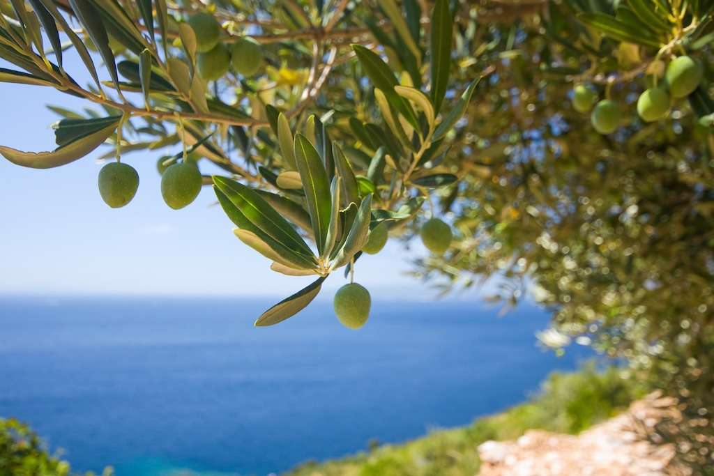 Olive groves in Croatia