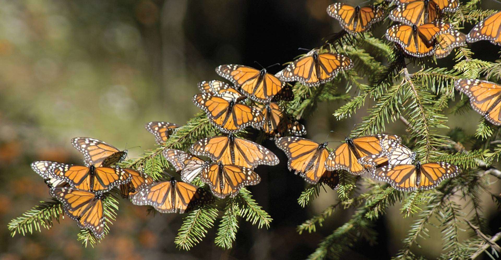 13 Facts About Monarch Butterflies In North America