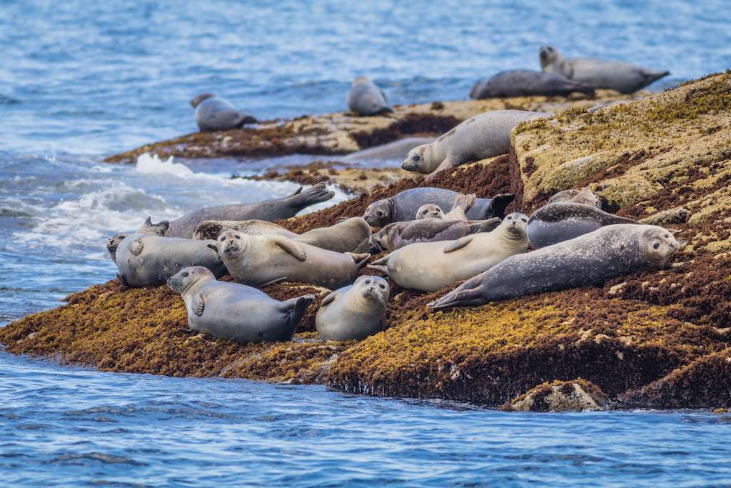 Harbor Seals (Phoca vitulina) haul on rocks in Coastal Maine