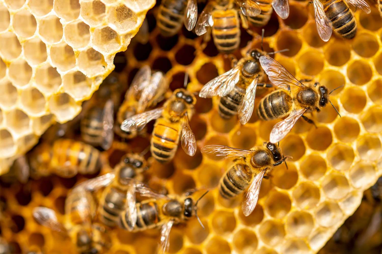 Macro shot of a bee hive on slices of honeycomb with a colony of wild Apis Mellifera Carnica or Western Honey Bees with vibrant yellow color tones
