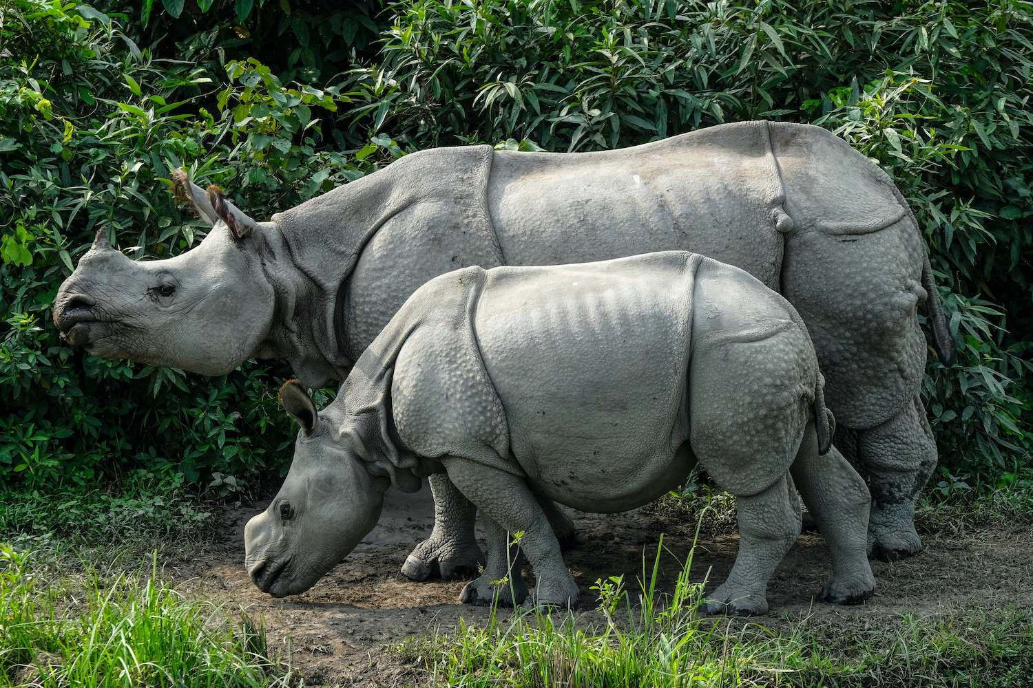 Rhinoos in Kaziranga India