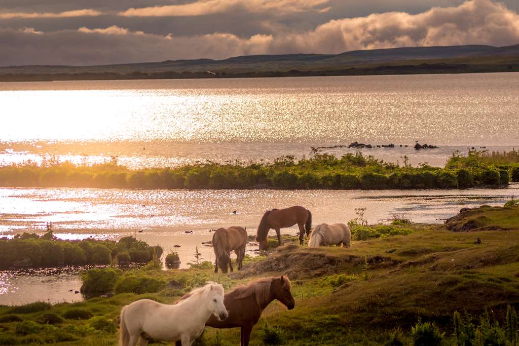 Icelandic horses next to Lake Myvatn at sunset.