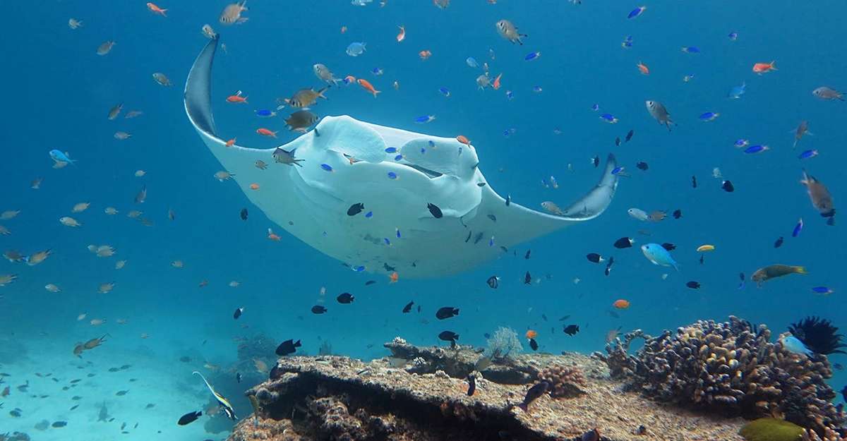 Manta Ray Great Barrier Reef