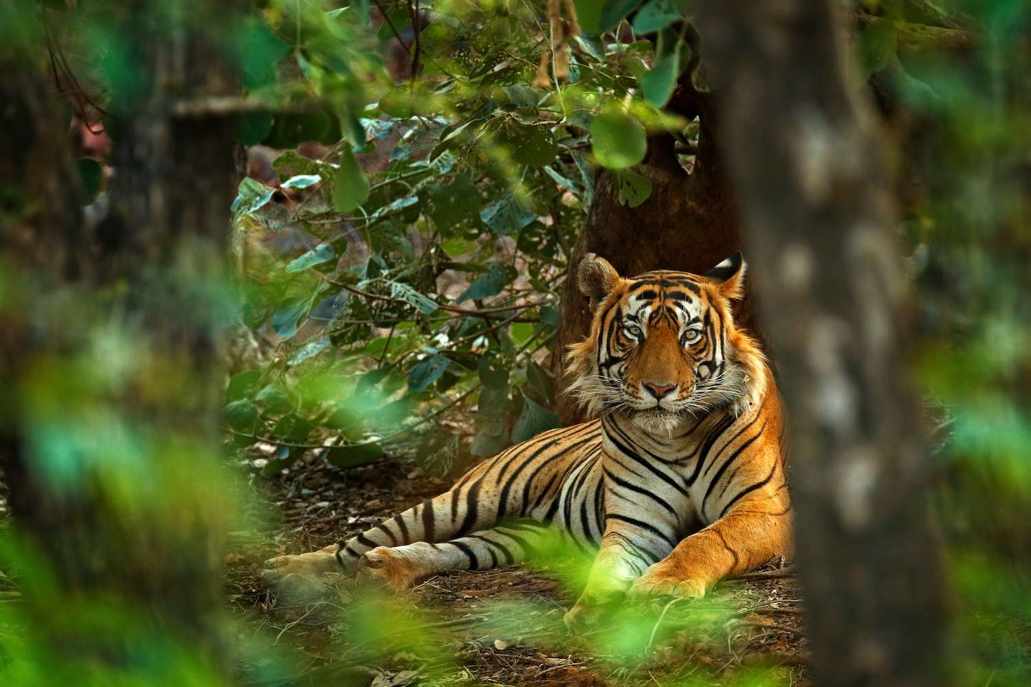 Tiger in Ranthambhore National Park India 
