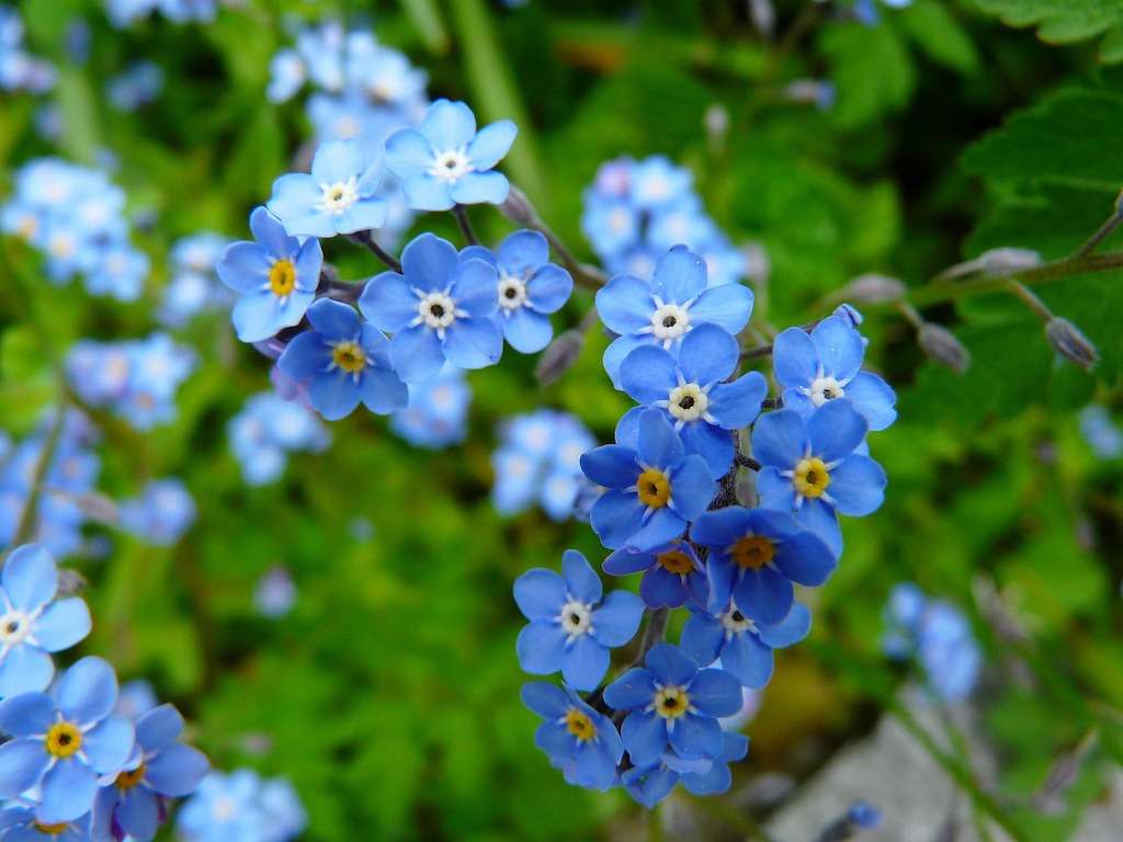 Alpine forget-me-nots, Alaska's state flower