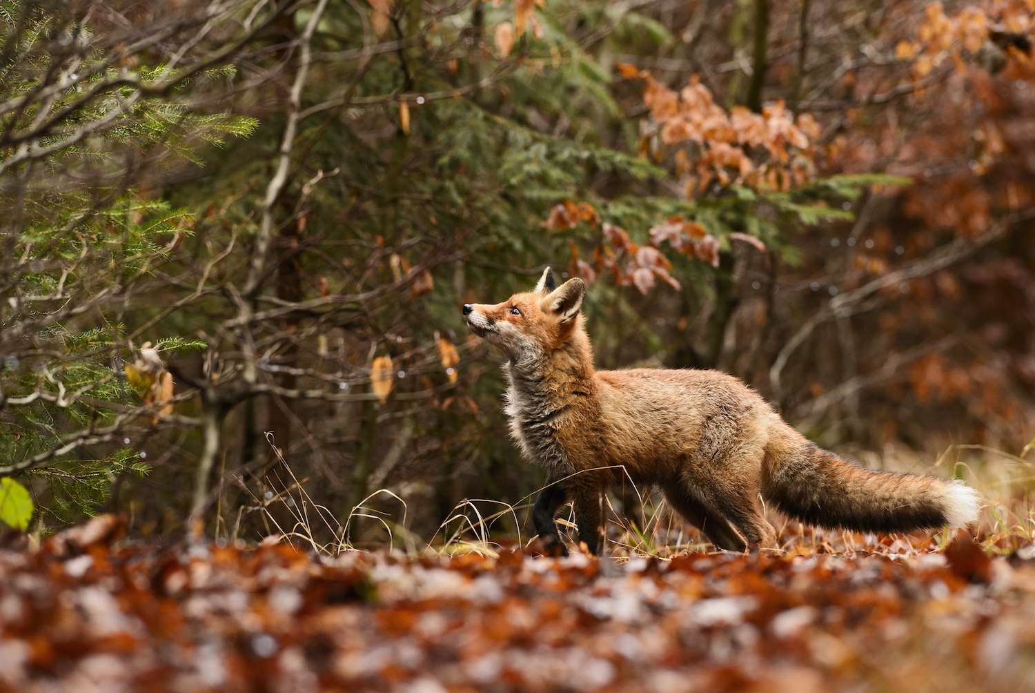 Red Fox in Slovenia near a tree with many fallen leaves 