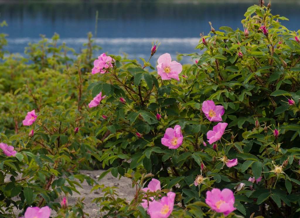 Prickly wild roses can be found in Alaska. 